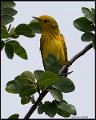 _8SB9001 yellow warbler